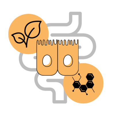 Come aiutano le piante officinali a riparare la barriera intestinale?