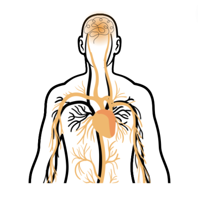 La Nattochinasi per la salute dell’apparato cardiovascolare.