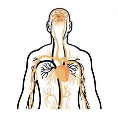 Salute cardiovascolare