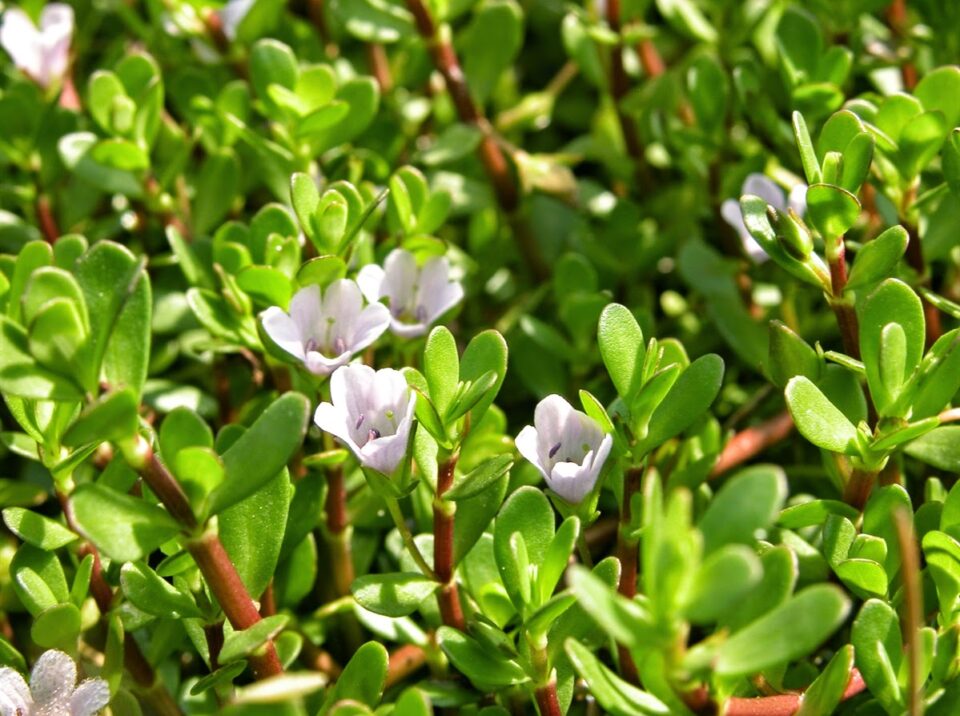Proprietà Bacopa Monnieri
