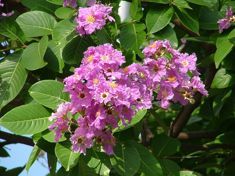 Diabete e Banaba