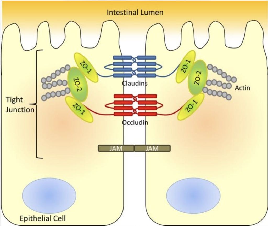 Intestino e glutammina